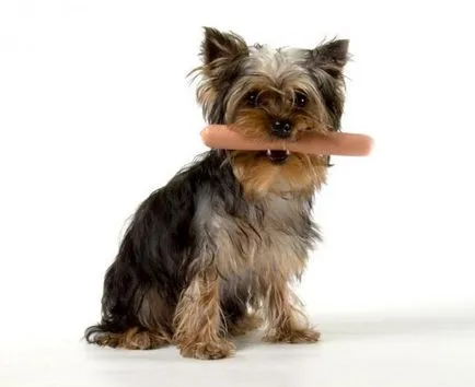 Ce puteți mânca Yorkshire Terrier Ce puteți mânca Yorkshire Terrier