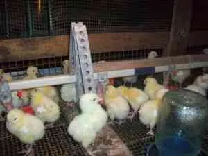 De câte ori să se hrănească puii De câte ori să se hrănească puii