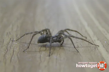 De ce se tem de păianjeni De ce se tem de păianjeni