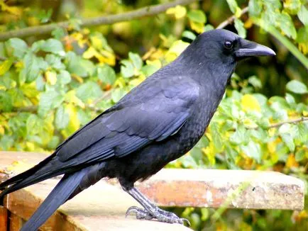 Ce speriat ciori