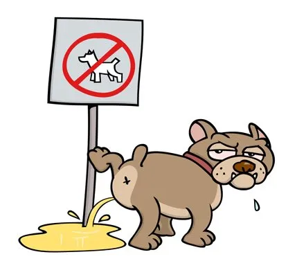 Cum de a preda comenzile câine Cum de a preda comenzile câine