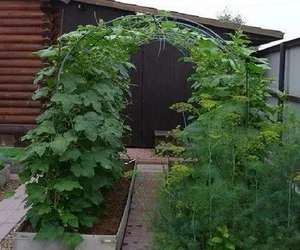 Cum de a decora gradina ta