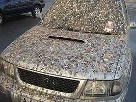 Care este cea mai bună răzbunare Care este cea mai bună răzbunare