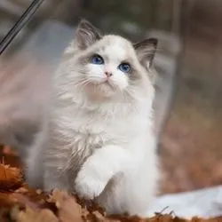 În cazul în care este pisica care În cazul în care este pisica care