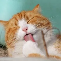 În cazul în care este pisica care În cazul în care este pisica care