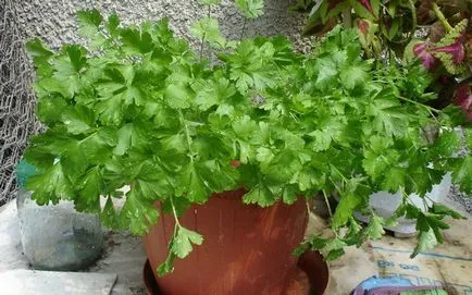 Cum să semene pătrunjel