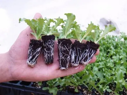 Cultivarea salata verde în câmp deschis