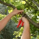 Cum să crească o casă de cedru Cum să crească o casă de cedru