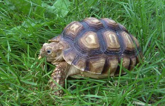 Ce pot mânca broască țestoasă Ce pot mânca broască țestoasă