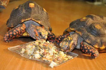 Ce pot mânca broască țestoasă Ce pot mânca broască țestoasă