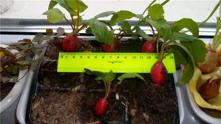 Cum de a planta ridichi Cum de a planta ridichi