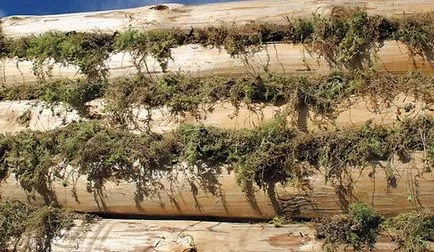 Remorcare a ceea ce Remorcare a ceea ce