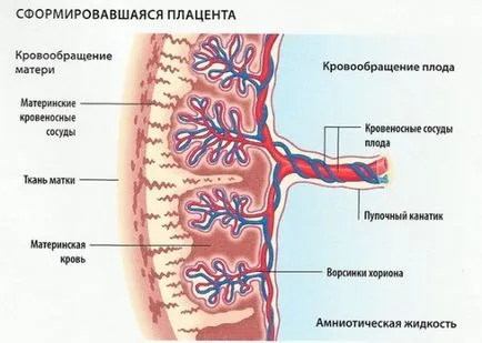 Greutatea de ultrasunete pentru a determina Greutatea de ultrasunete pentru a determina
