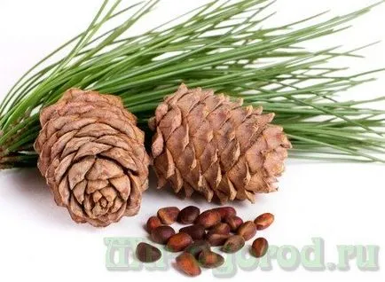 Cum să crească o casă de cedru Cum să crească o casă de cedru