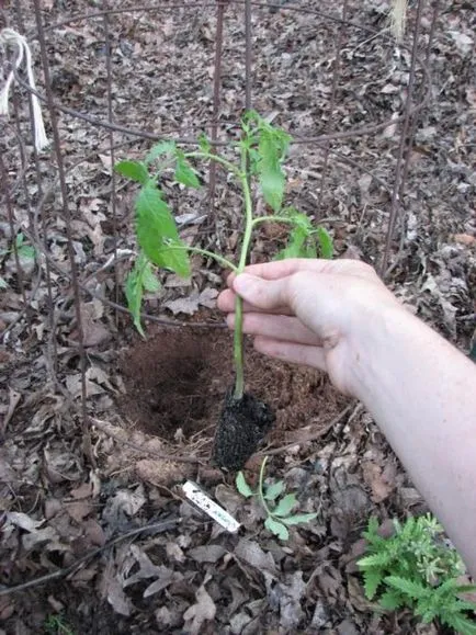 Cum să planteze roșii Cum să planteze roșii