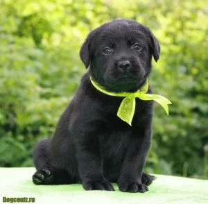 Cum să aibă grijă de un Labrador catelus