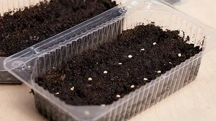 Cum să planteze roșii