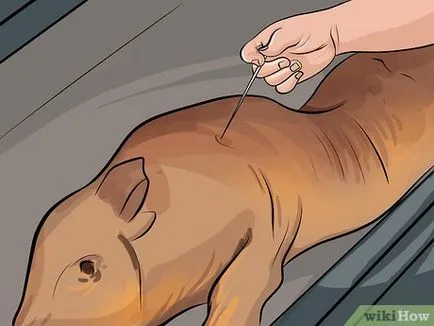 Cum sa faci un porc Cum sa faci un porc