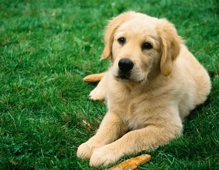 Cum să aibă grijă de un Labrador catelus Cum să aibă grijă de un Labrador catelus
