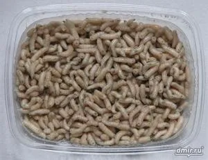 Cum de a rasa viermilor la domiciliu