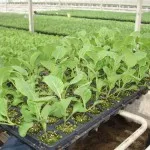 Cum de a planta ridichi