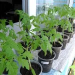 Cum de a planta ridichi