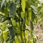 Cum de a planta ridichi Cum de a planta ridichi
