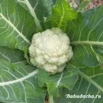 Cum de a planta ridichi Cum de a planta ridichi