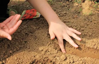 Cum de a planta ridichi Cum de a planta ridichi