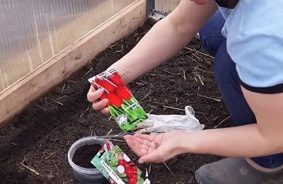 Cum de a planta ridichi Cum de a planta ridichi
