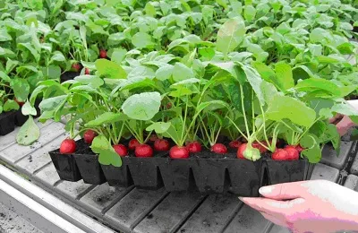 Cum de a planta ridichi Cum de a planta ridichi