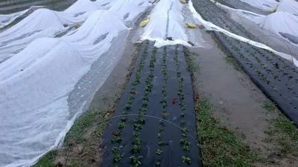 Cum de a planta ridichi