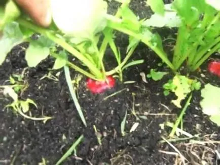 Cum de a planta ridichi Cum de a planta ridichi