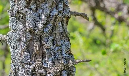 Cum de a fotografia de fundal a fost neclară Cum de a fotografia de fundal a fost neclară