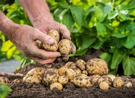 Cât de des pentru a fertiliza