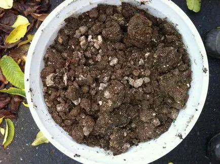 Cât de des pentru a fertiliza
