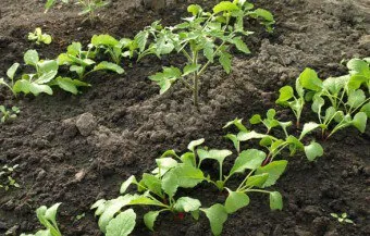 Cum de a planta ridichi