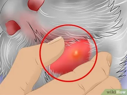 În cazul în care este pisica care