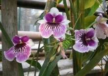 de îngrijire la domiciliu Stephanotis