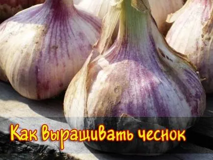 Cum să crească usturoi bun