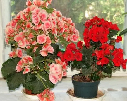 Cum să crească Begonia Cum să crească Begonia