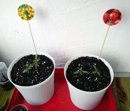 Tomate în ghivece