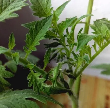 Tomate în ghivece