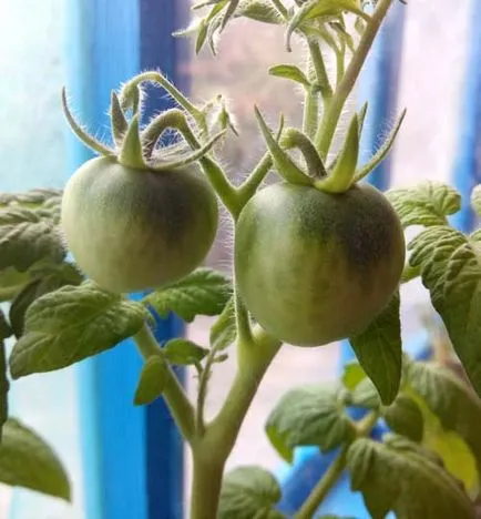 Tomate în ghivece
