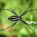 Pentru a vis decât de a ucide păianjeni Pentru a vis decât de a ucide păianjeni