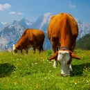 poze de vaca