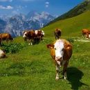 poze de vaca