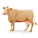 poze de vaca