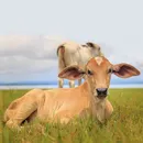 poze de vaca