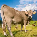 poze de vaca